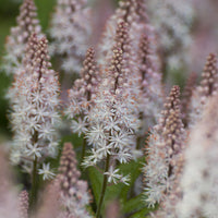 Plantes vivaces - Tiarelle Spring Symphony - Tiarella Spring Symphony