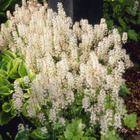  - Tiarelle Wherryi - Tiarella wherryi