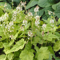 Vente Tiarelle Wherryi - Tiarella wherryi