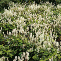Tiarelle Wherryi - Tiarella wherryi - Bakker