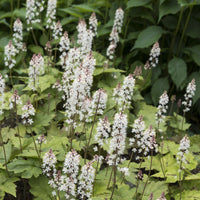 Tiarella wherryi - Tiarelle Wherryi - 