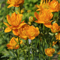 Trolle de Chine Golden Queen - Trollius chinensis Golden Queen - Bakker
