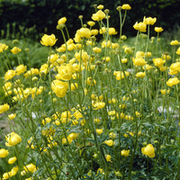 Trollius europaeus - Trolle d'Europe - Plantes vivaces