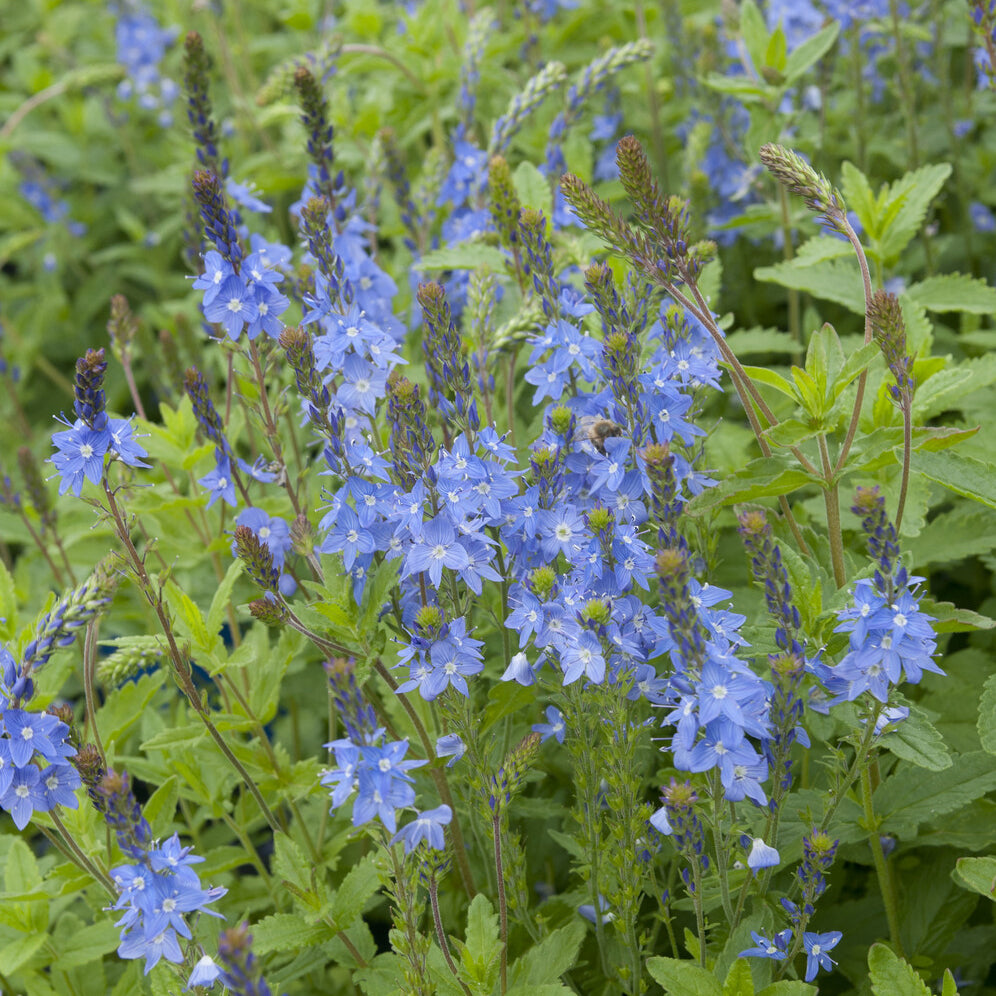 Véronique - Véronique d'Autriche Royal Blue - Veronica austriaca Royal Blue