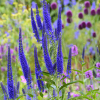 Veronica longifolia Marietta - Véronique à grandes feuilles Marietta - Véronique