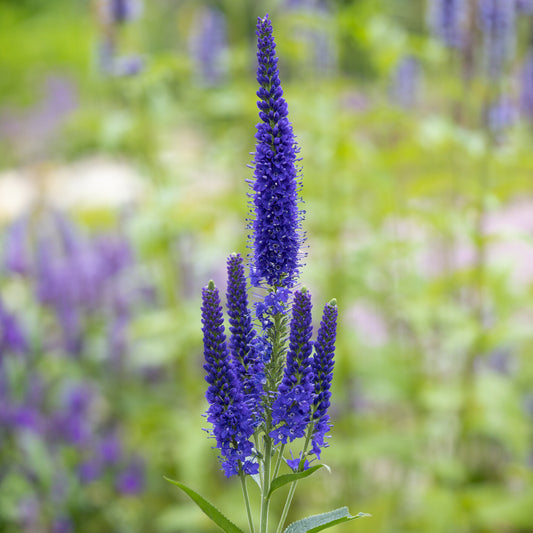 Véronique à grandes feuilles Marietta - Bakker