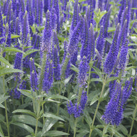 Véronique - Véronique à grandes feuilles Marietta - Veronica longifolia Marietta