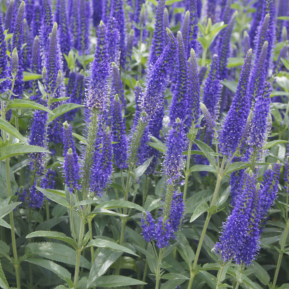 Véronique - Véronique à grandes feuilles Marietta - Veronica longifolia Marietta
