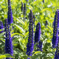 Véronique à grandes feuilles Marietta - Veronica longifolia Marietta - Bakker