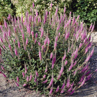 Veronica spicata Pink Damask - 3 Véronique Pink Damask - Véronique