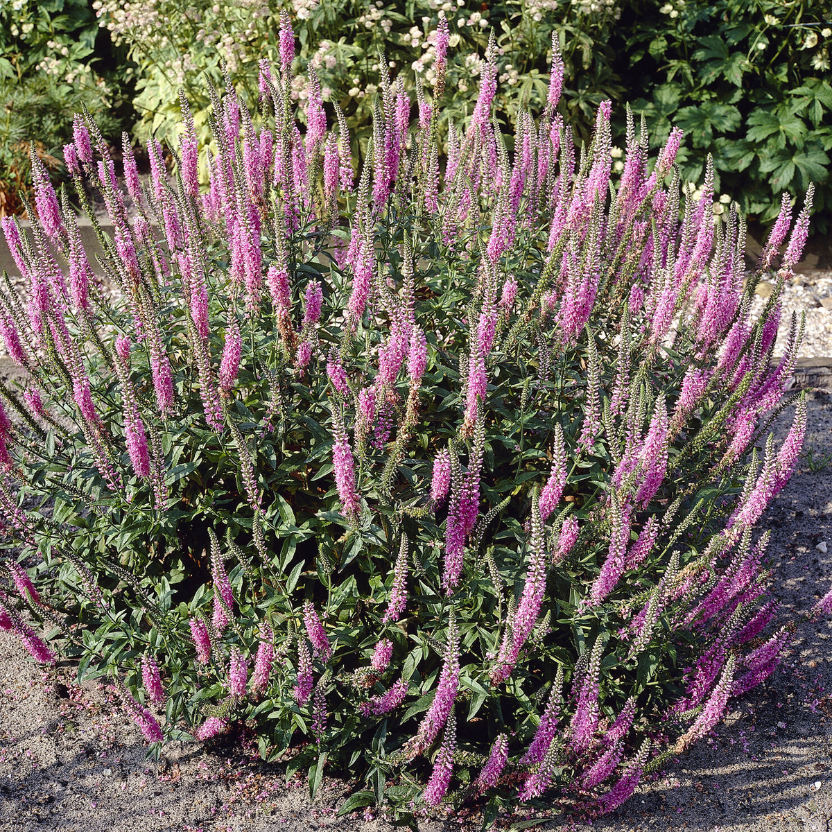 Veronica spicata Pink Damask - Véronique Pink Damask - Véronique