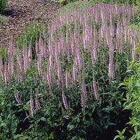 3 Véronique Pink Damask - Bakker