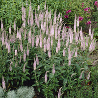 3 Véronique Pink Damask - Veronica spicata Pink Damask - Bakker