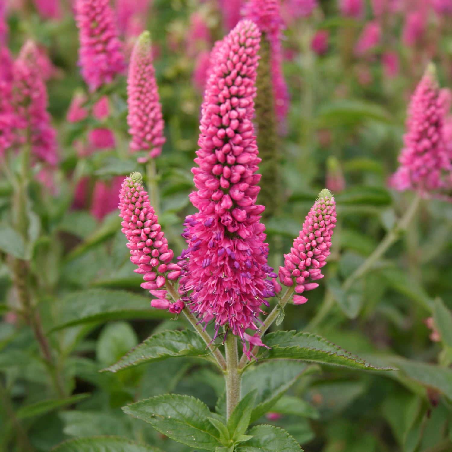 Véronique en épis Rotfuchs - Veronica spicata rotfuchs - Bakker