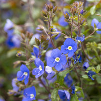 Véronique - Véronique rampante Georgia Blue - Veronica umbrosa Georgia Blue