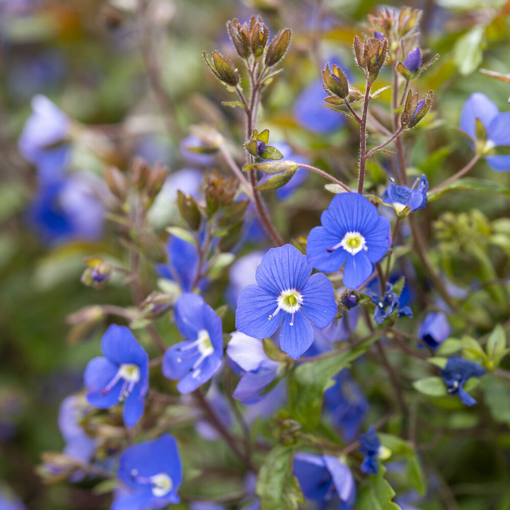 Véronique - Véronique rampante Georgia Blue - Veronica umbrosa Georgia Blue