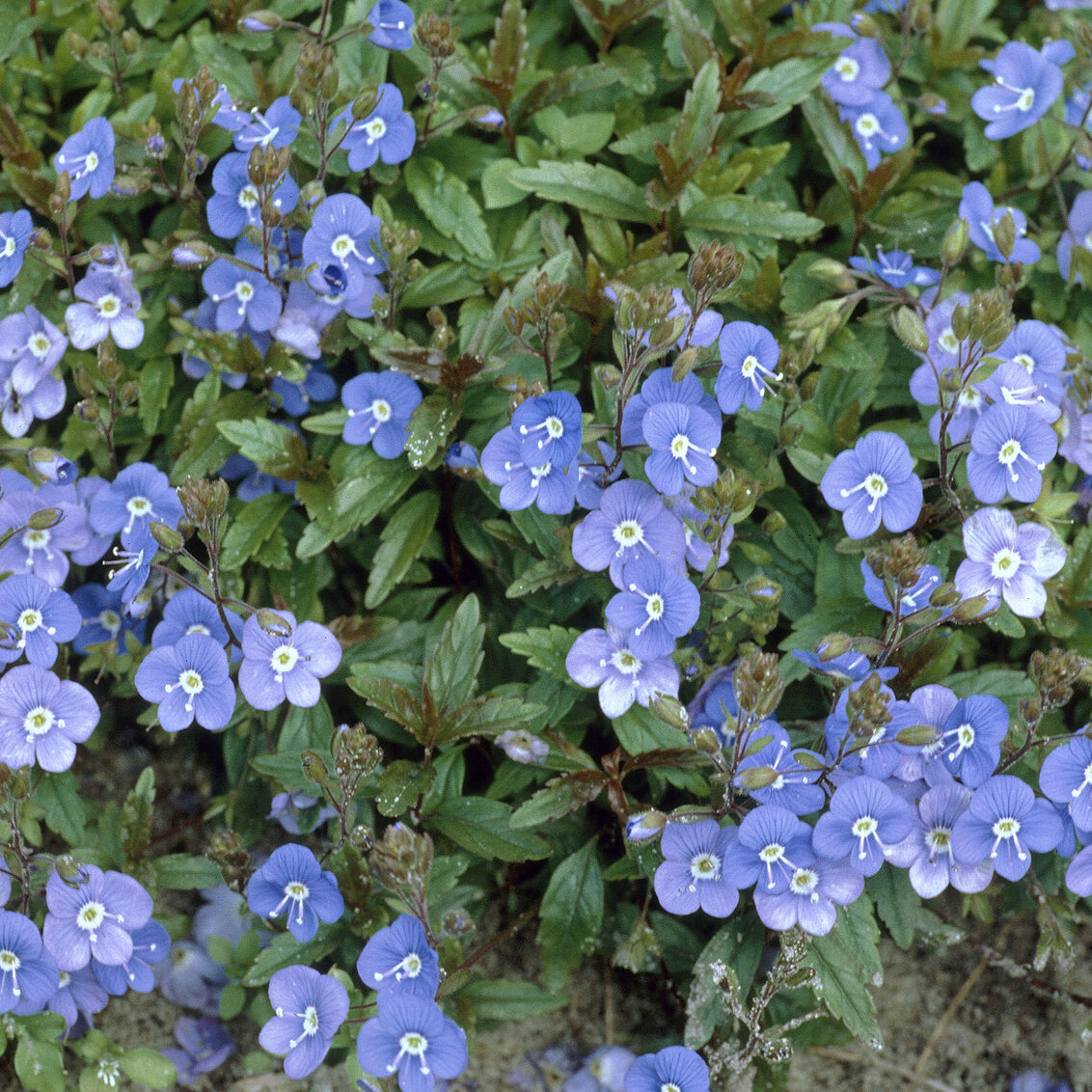 Veronica umbrosa Georgia Blue - Véronique rampante Georgia Blue - Véronique
