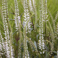 Veronicastrum virginicum Album - Véronique de Virginie blanche - Plantes vivaces