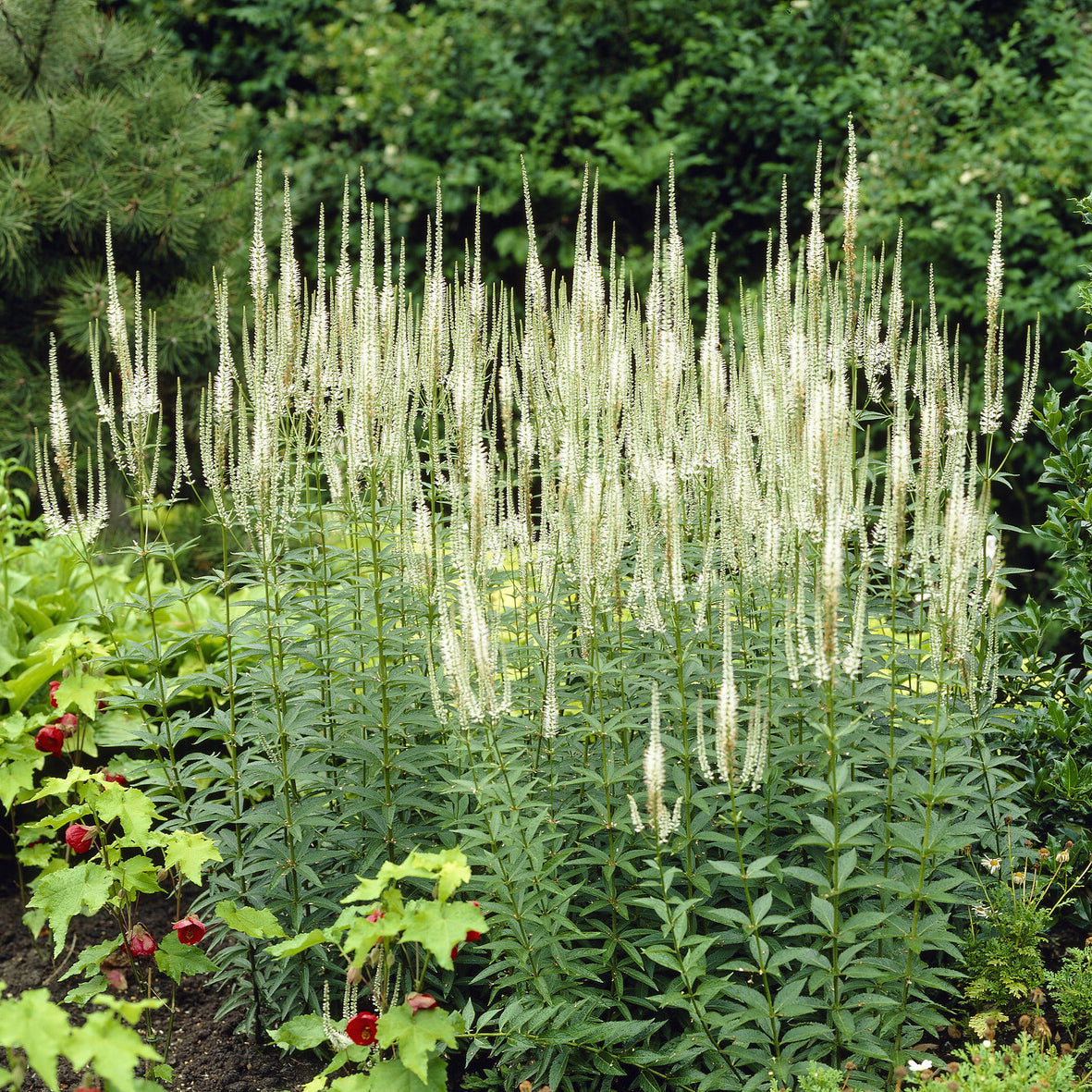 Veronicastrum virginicum Album - Véronique de Virginie blanche - Plantes vivaces