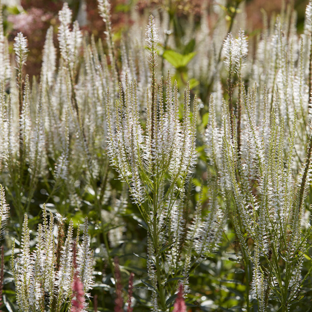 Véronique de Virginie Diana - Veronicastrum virginicum Diana - Bakker