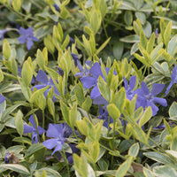 Vinca minor Aureovariegata - Petite pervenche Aureovariegata - 