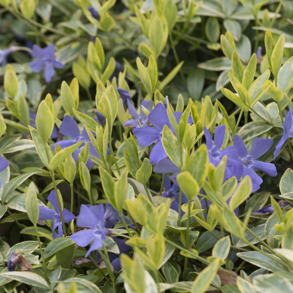 Vinca minor Aureovariegata - Petite pervenche Aureovariegata - 
