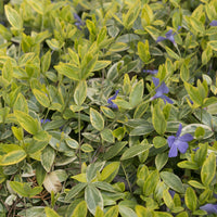3 Petites pervenches Aureovariegata - Bakker
