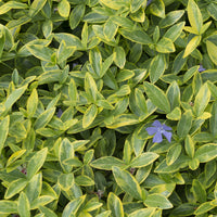 3 Petites pervenches Aureovariegata - Vinca minor Aureovariegata - Bakker