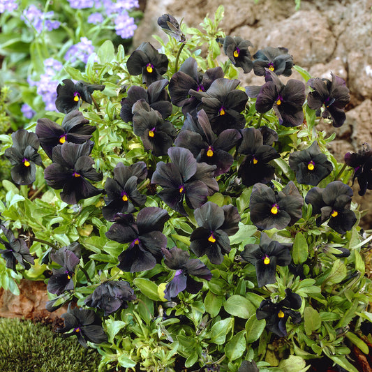 Violette cornue Molly Sanderson - Pensée - Bakker