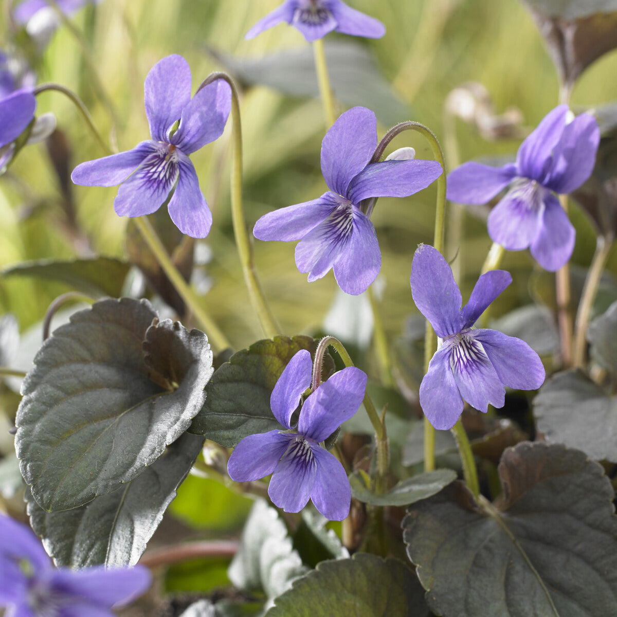 Viola labradorica - 3 Violettes de Labrador - Plantes vivaces