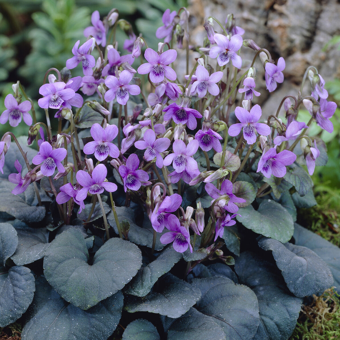 3 Violettes de Labrador - Viola labradorica - Bakker