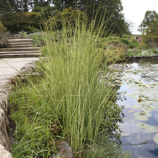 Jonc des chaisiers Albescens - Bakker