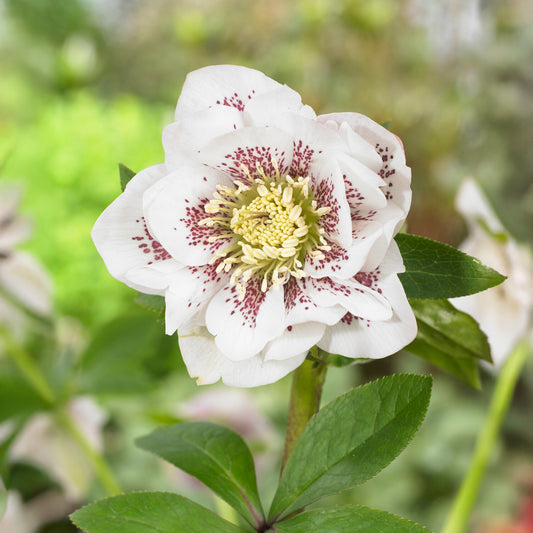 2 Hellébores doubles blanches spotted - Bakker