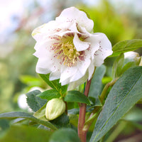 Helleborus orientalis Double Ellen White Spotted - 2 Hellébores doubles blanches spotted - Hellébore - Rose de Noël
