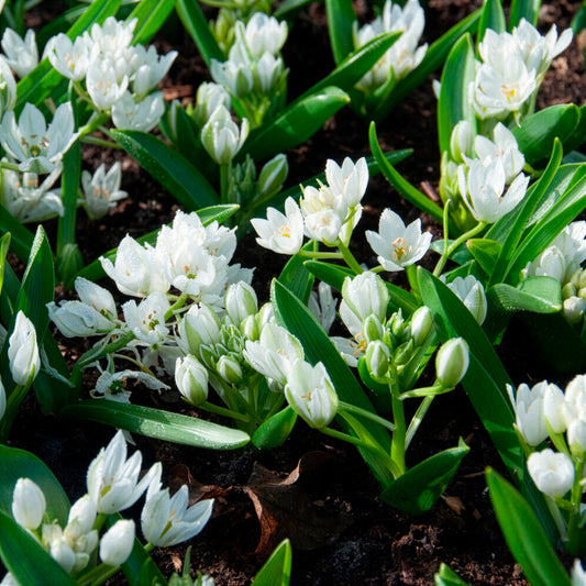 20 Ornithogales - Bakker