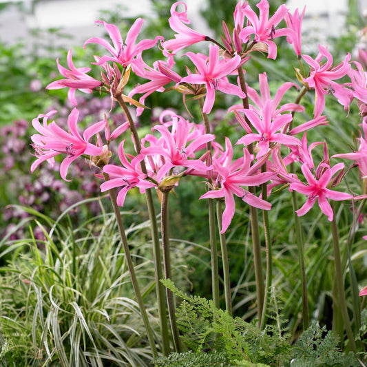 4 Amarines belladiva aphrodite - Bakker