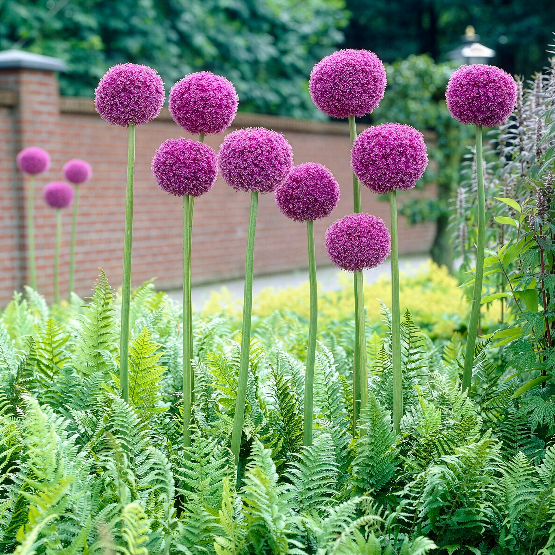 Allium giganteum - Ail géant de l'Himalaya - Plantes vivaces