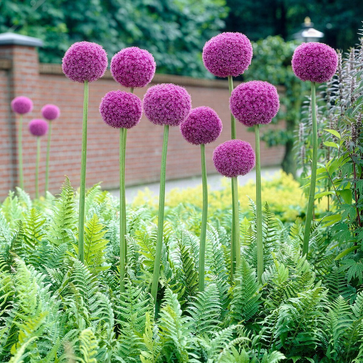 Allium giganteum - Ail géant de l'Himalaya - Plantes vivaces