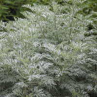 Artemisia arborescens Powis Castle - Armoise Powis Castle - Plantes vivaces