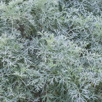 Armoise Powis Castle - Artemisia arborescens Powis Castle - Bakker