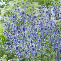 Vente 3 Chardons bleus
