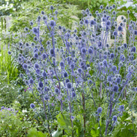 Eryngium planum - 3 Chardons bleus - Plantes vivaces