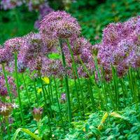 Vente 10 Alliums Christophii