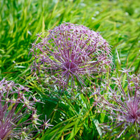 10 Alliums Christophii - Allium christophii - Bakker