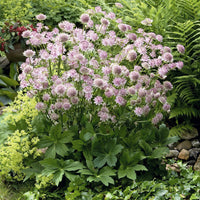 Vente Grande astrance Buckland - Astrantia major Buckland
