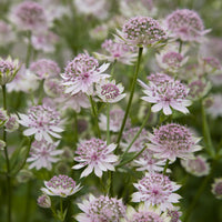 Astrantia major Buckland - Grande astrance Buckland - Astrance