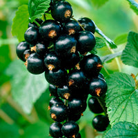Cassissier Titania - Ribes nigrum 'titania' - Fruitiers