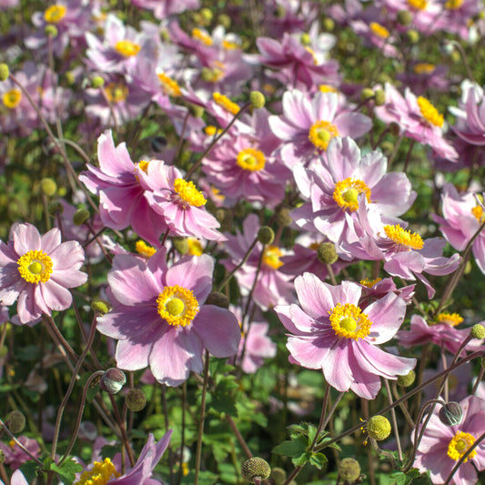 Anémone du Japon Serenade - Bakker