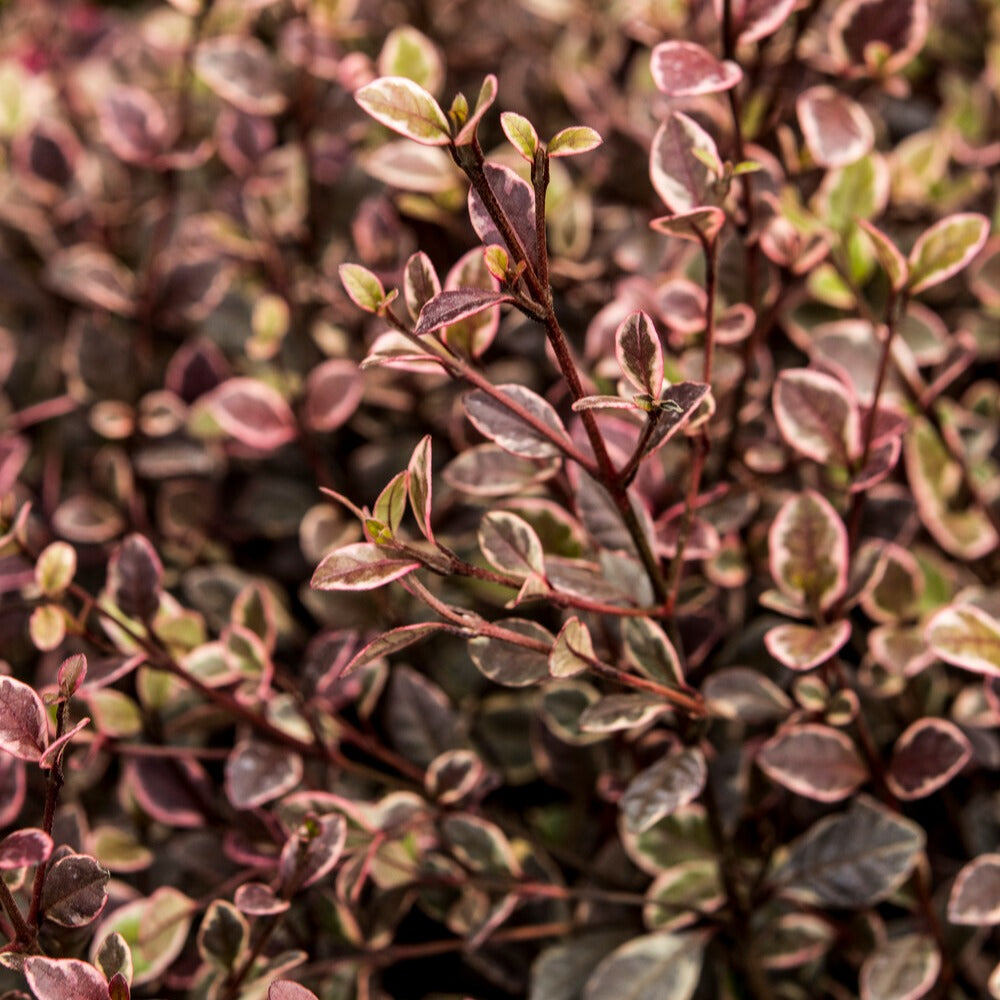 Lophomyrtus ralphii Little Star - Lophomyrtus x ralphii 'little star' - Terrasses et balcons