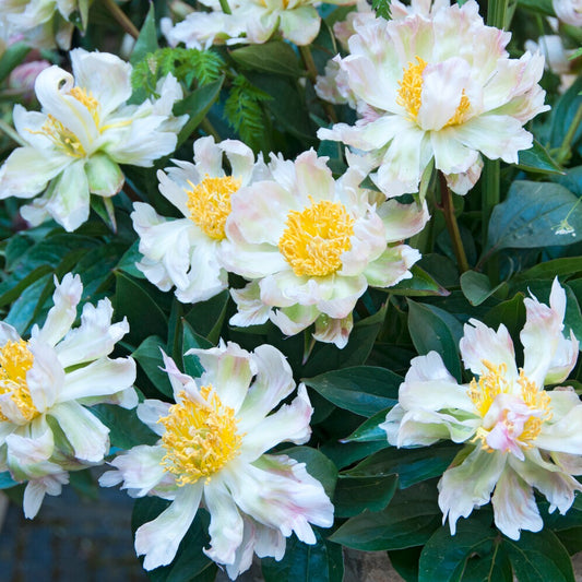 Pivoine Green Lotus - Bakker